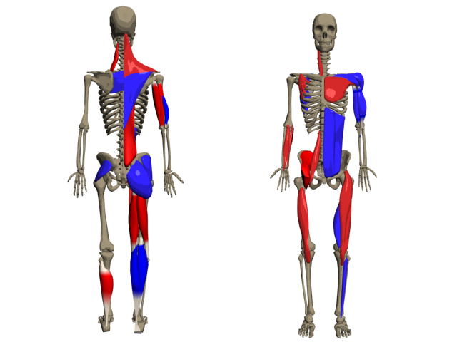 povrchové a hlubší svaly