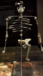 Lucy – Australopithecus afarensis