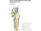 Nervy z křížové pleteně na zadní straně stehna, sedací nerv