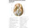 Výstupy hlavových nervů z kmene mozkového