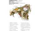 Trojklanný nerv, oční nerv, Horní čelistní nerv