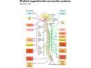 Přehled vegetativního nervového systému