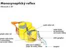 Monosynpatický reflex