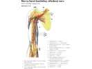 Nervy horní končetiny, středový nerv