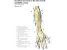 Senzitivní inervace na dorsální straně předloktí a ruky