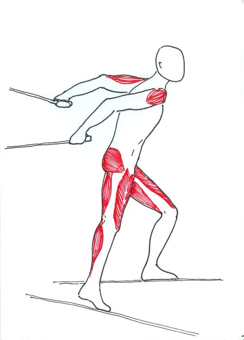 Nejvíce zatěžované svaly v běžeckém lyžování.