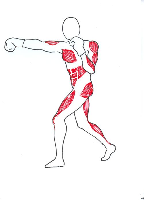 Nejvíce zatěžované svaly při boxování.