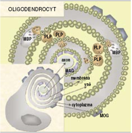 Autoimunitní odpověď proti CNS antigenům (MBP, MAG, MOG, PLP)