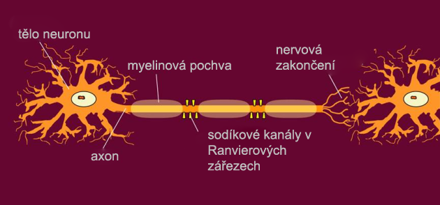 Schematické znázornění normálně myelinizovaného axonu