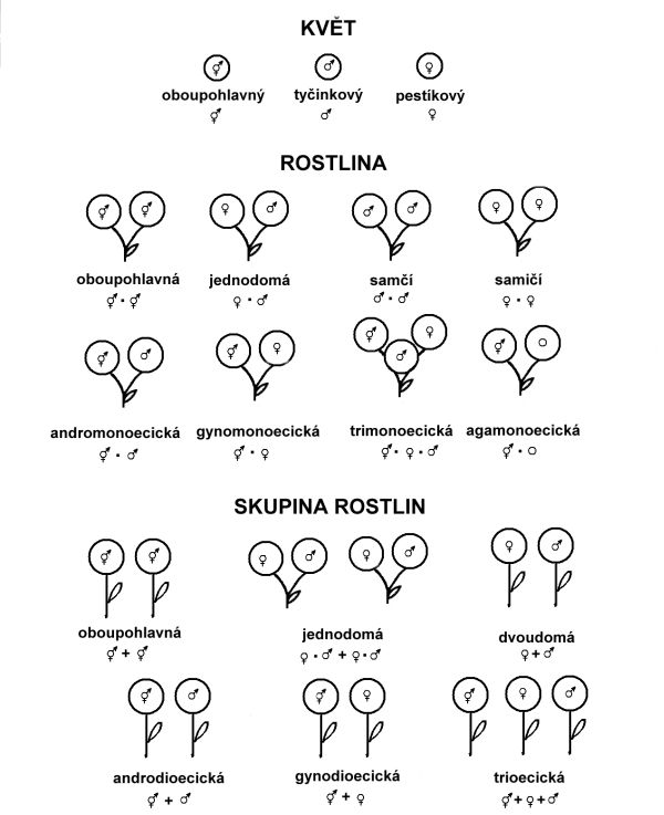 Schematické znázornění a názvy jednotlivých typů pohlaví u květů, rostlin a skupin rostlin