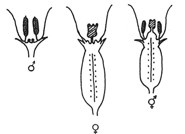 Schéma rozdělení květů různých typů na hlavním stonku Cucurbita pepo cv. Acorn