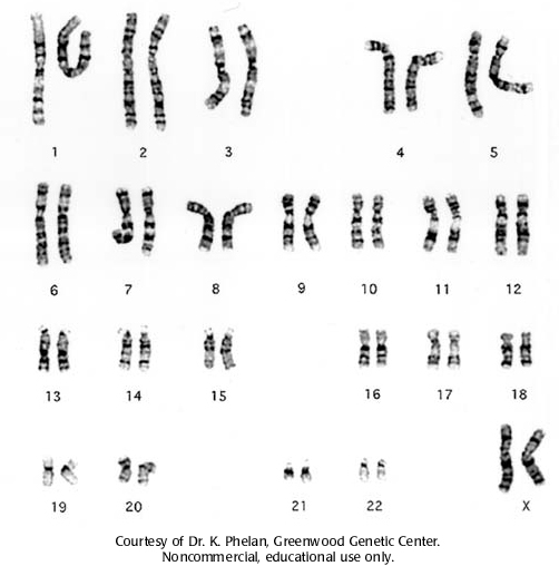 Pohlavní buňky mají jednu sadu chromozomů, tělní buňky mají dvě sady