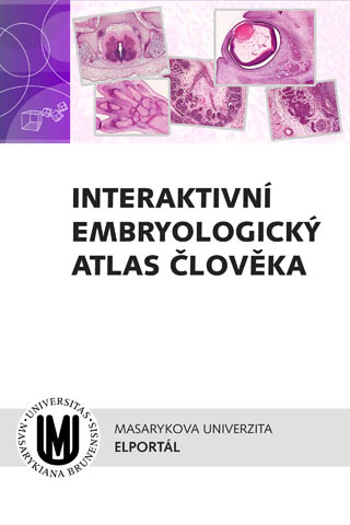 Interaktivní embryologický atlas člověka