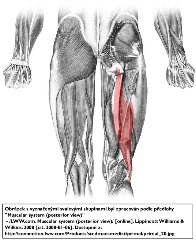 m. biceps femoris