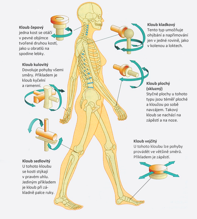 Co vyvíjejí svaly při své činnosti?
