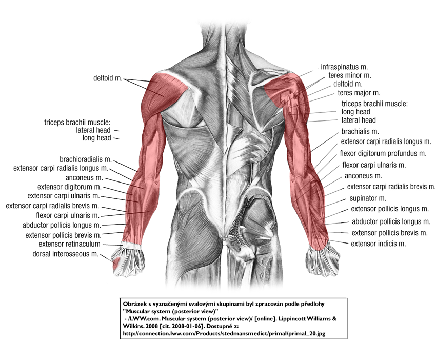 Трицепс мышца