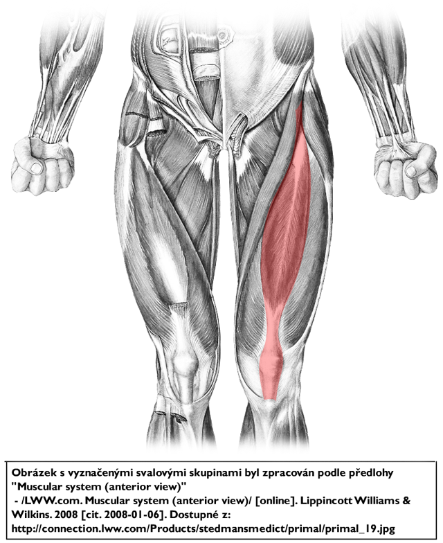 m. vastus medialis