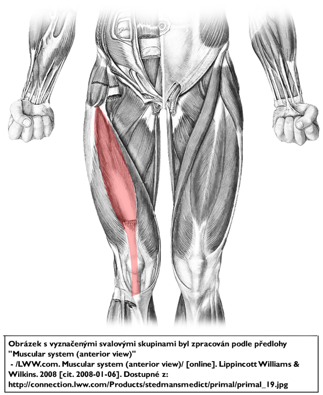 m. vastus intermedius