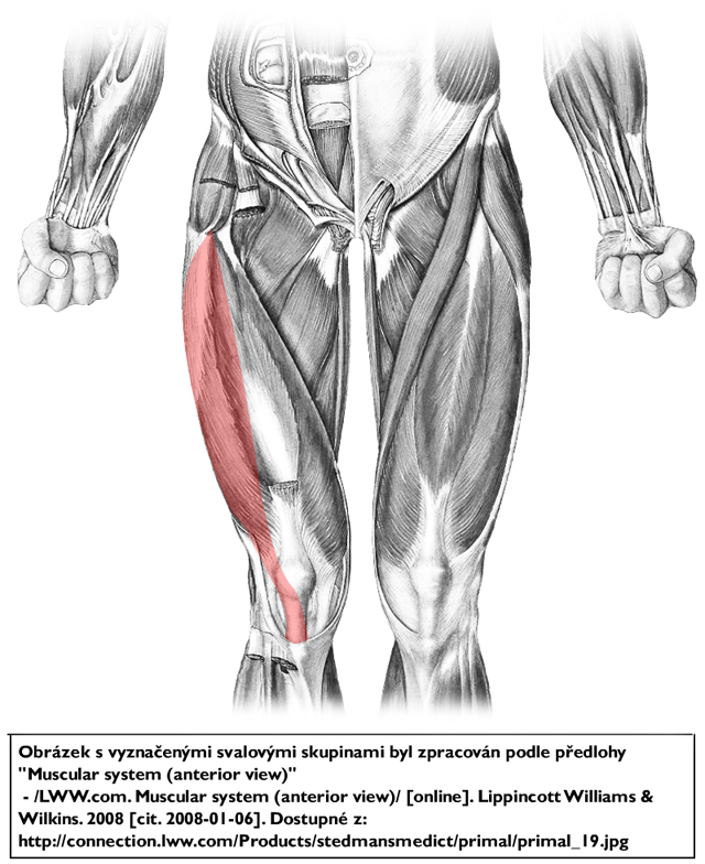 m. vastus lateralis