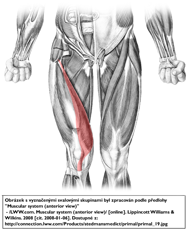 m. vastus medialis