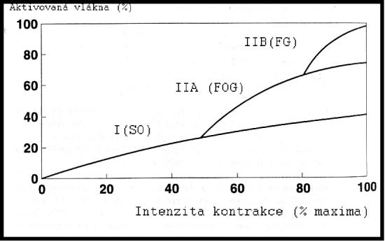 Postupná aktivace jednotlivých typů vláken v souvislosti se zvyšující se intenzitou zátěže (modifikováno podle: Meško, D. a kol., 2005)