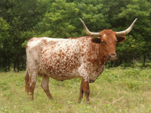 rohatá strakatá (roan) kráva