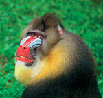 Pavián mandril