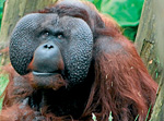 Orangutan sundský