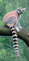 Lemur kata