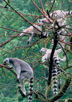 Lemur kata