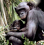 Šimpanz bonobo