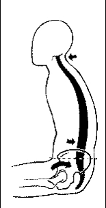 Schéma tvaru páteře a zatížení šíjových a zádových svalů při uvolněném sedu