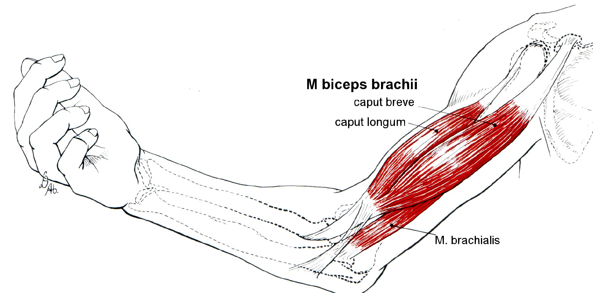 Плечевая мышца руки. Брахиалис анатомия. Biceps brachii мышца. M biceps brachii brachialis. Анатомия мышц рук брахиалис.