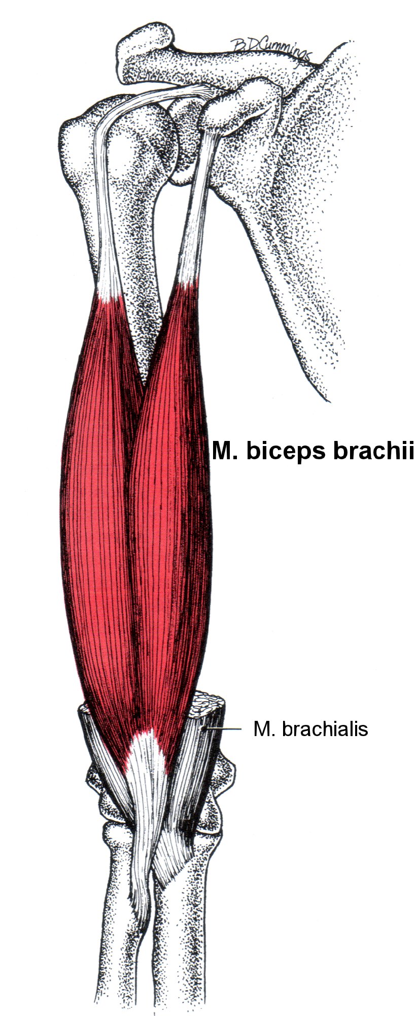 Двуглавая мышца плеча. Biceps brachii мышца. Двуглавая мышца плеча анатомия. Двуглавая мышца плеча m. biceps brachii. Сухожилие двуглавой мышцы плеча анатомия.