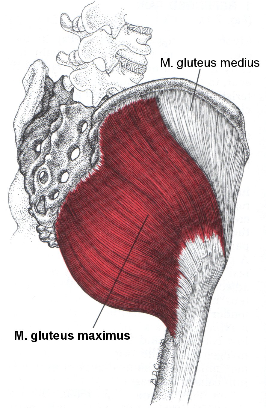 Крепление ягодичных мышц. Gluteus Maximus мышца. Большая ягодичная мышца анатомия. Анатомия большой ягодичной мышцы. Большая ягодичная мышца анатомия прикрепление.