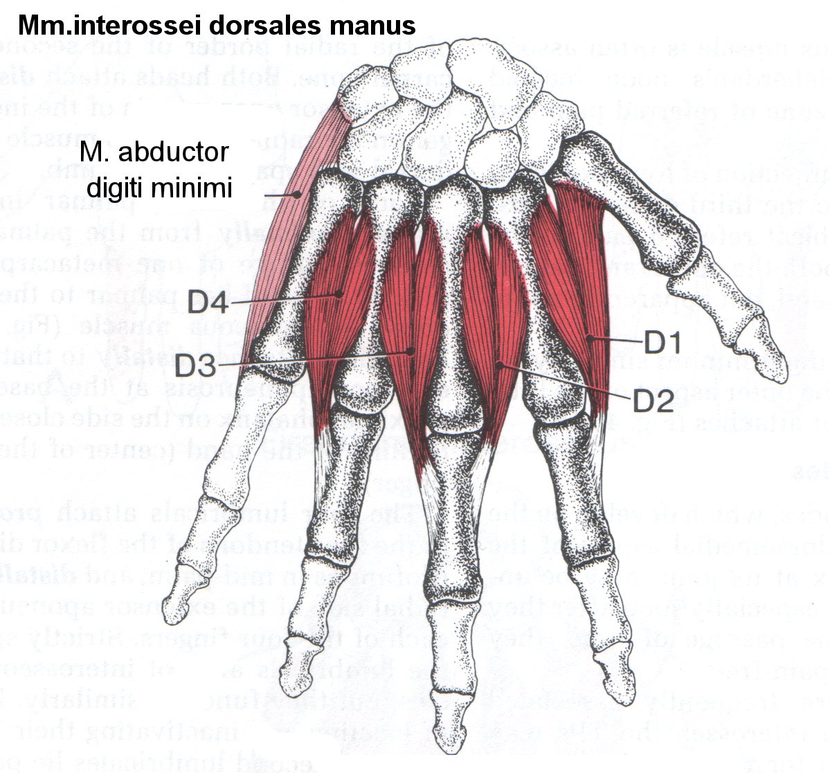 Межкостные мышцы. Ладонные и тыльные межкостные мышцы. Дорсальные мышцы кисти. Тыльная межкостная мышца первого пальца. Ладонные межкостные мышцы II—IV.