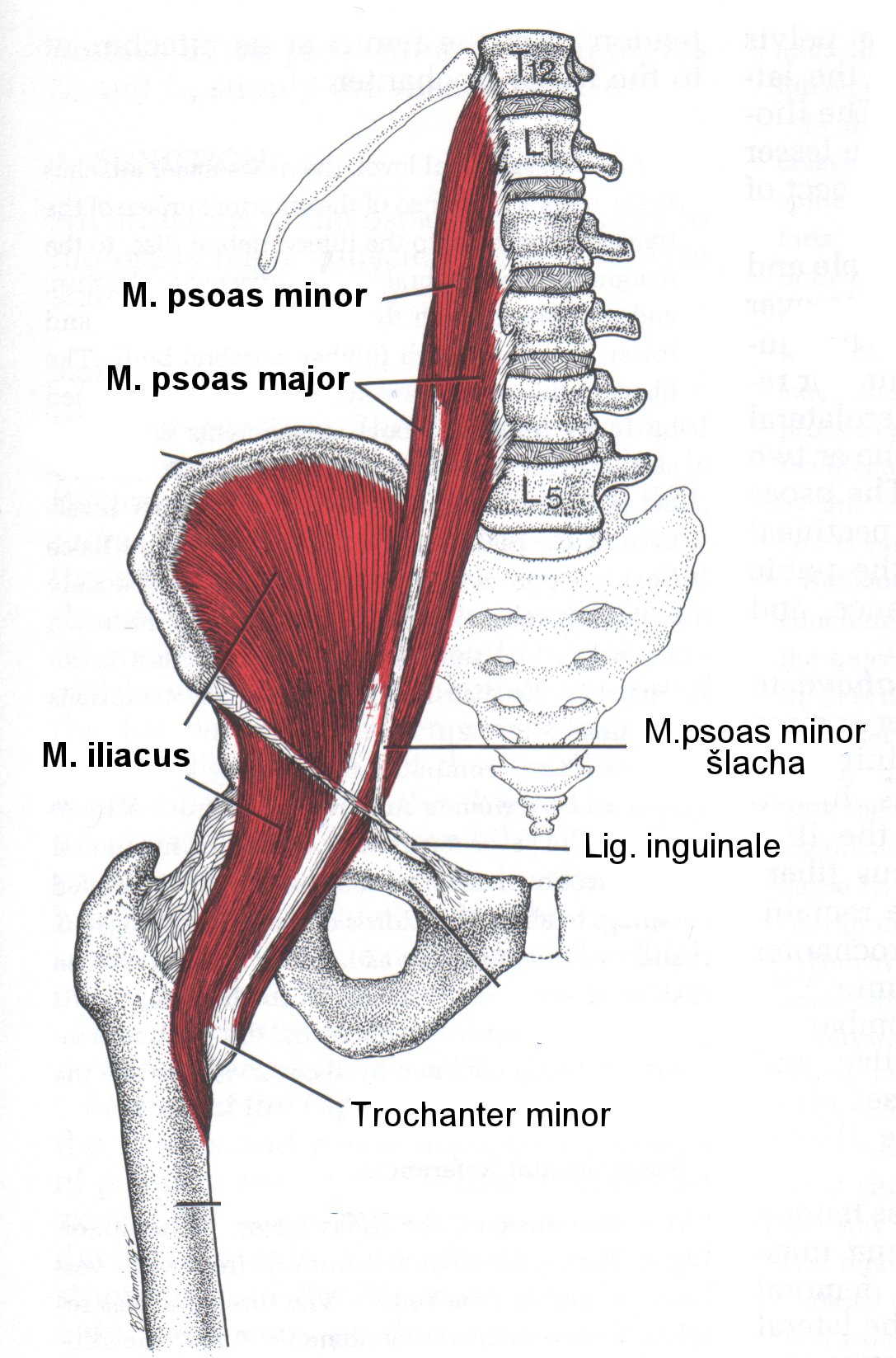 Пояснично бедренный. Большая поясничная мышца, m. PSOAS Major. M Iliopsoas мышца. Илиопсоас мышца анатомия. Подвздошно-поясничная мышца анатомия прикрепление.