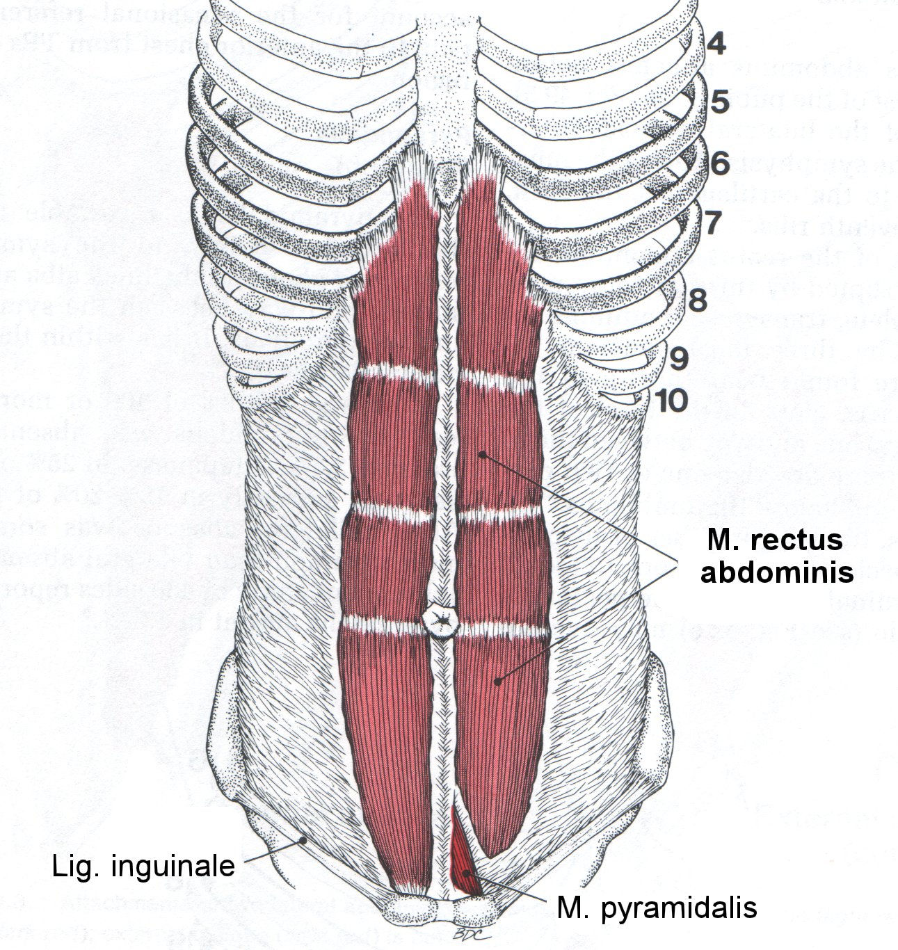 Прямая мышца где. Пирамидальная мышца живота. Пирамидальная мышца живота функции. Сухожильные перемычки прямой мышцы живота. Rectus abdominis мышца.