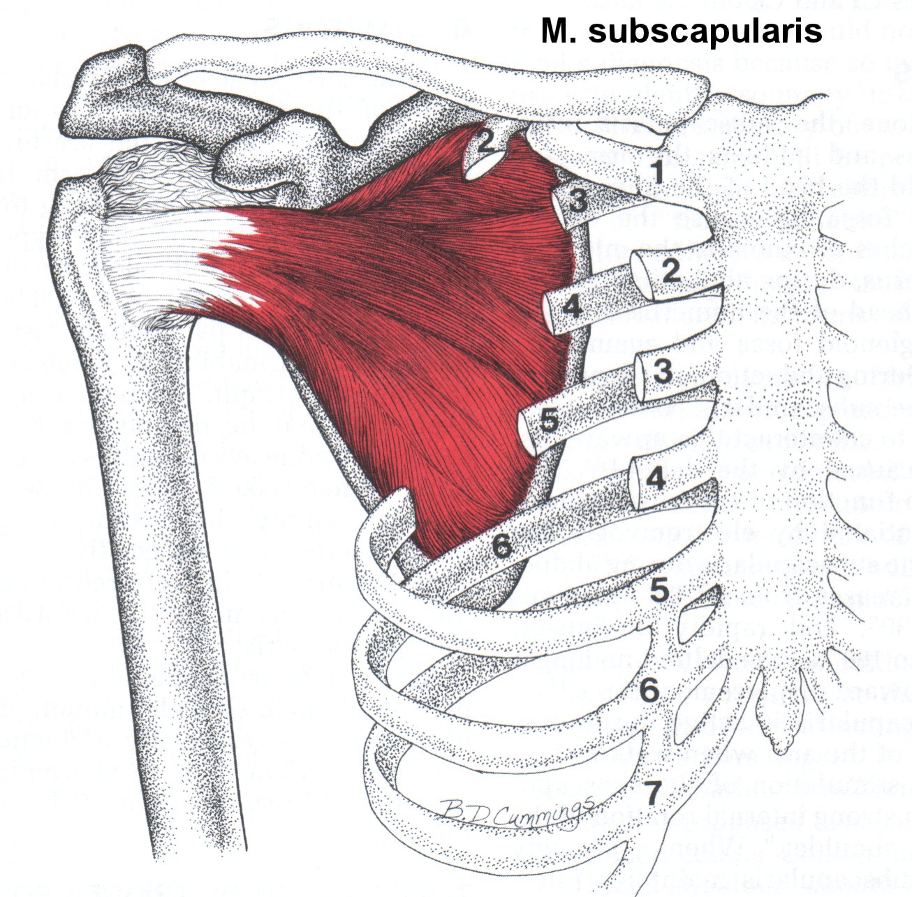 Разрыв лопатки. Подлопаточная мышца m. Subscapularis. Подлопаточная и большая круглая мышцы. Большая круглая мышца (m. Teres Major). Мускулюс субскапулярис.