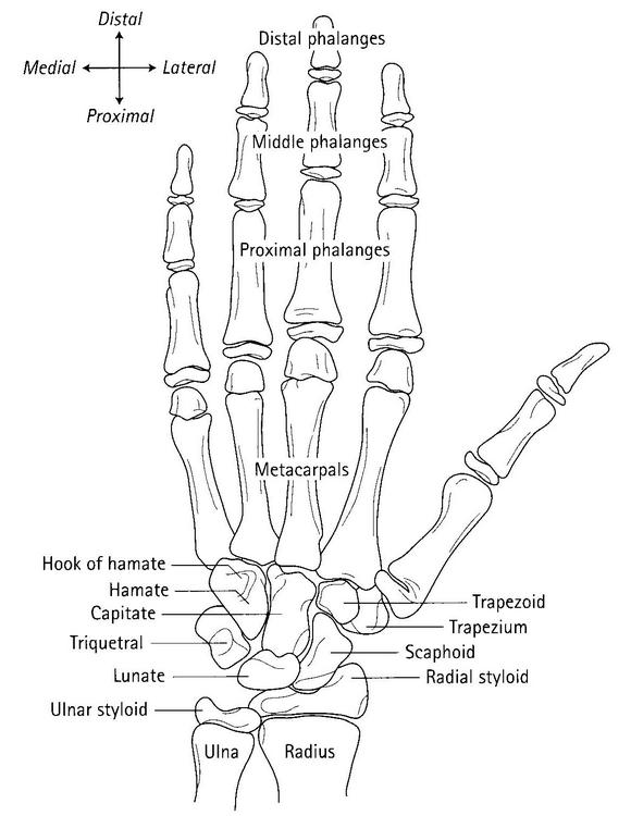 VSchematický nákres kostry levé ruky a zápěstí – kosti, <br />
  u nichž se posuzuje zrání metodou TW3 (Tanner a kol. 2001).