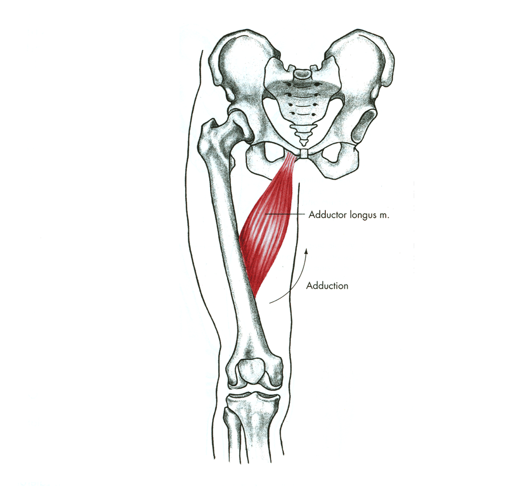 Широкая приводящая мышца. Аддуктор Магнус. Длинная приводящая мышца (m. Adductor Longus). Большая приводящая мышца (m. Adductor Magnus). Adductor Magnus мышца.