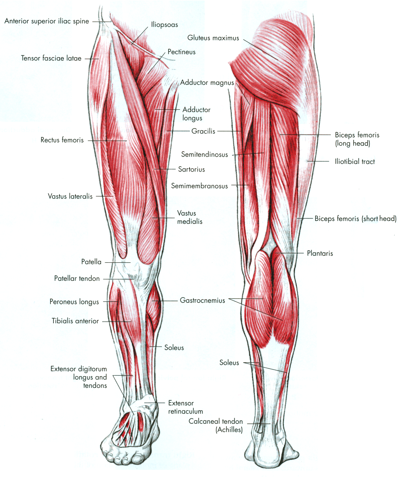 Semitendinosus semimembranosus анатомия