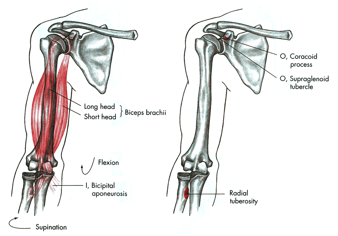 К чему крепится бицепс. Triceps brachii анатомия. Biceps brachii мышца. Трицепс точки крепления. Biceps brachii Caput longum.