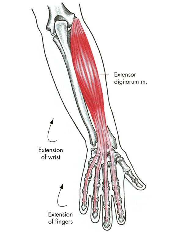 Extensor digitorum. Мускулюс экстензор дигиторум. Разгибатель пальцев m. extensor digitorum. Разгибатель пальцев- musculus extensor digitorum. Длинный разгибатель пальцев (musculus extensor digitorum Longus).