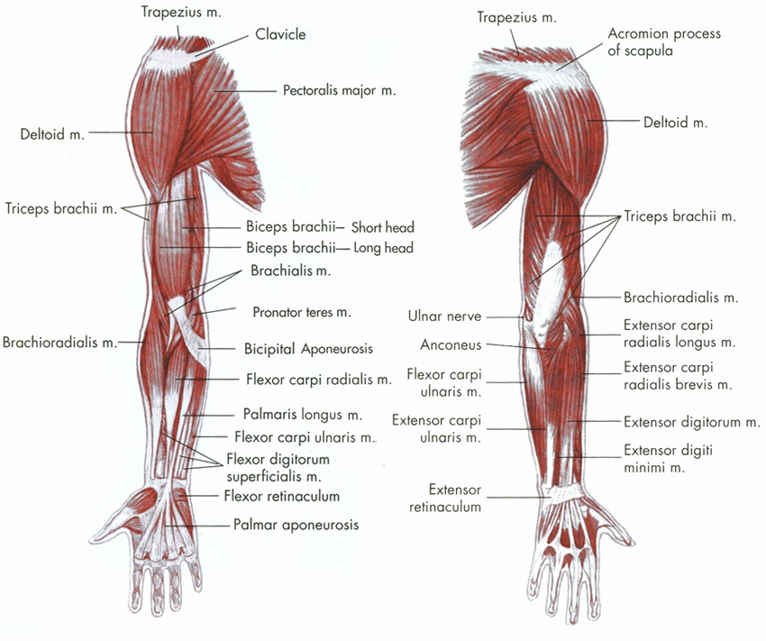 M brachioradialis. Мускулюс брахиорадиалис. Плечевая мышца m. brachialis. M brachioradialis анатомия. Brachioradialis мышца.