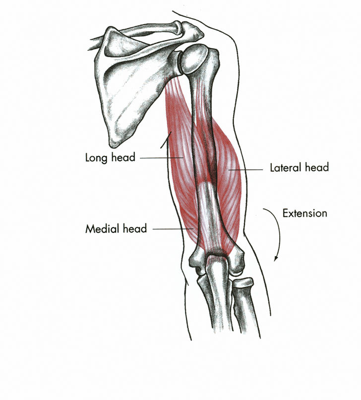 Трицепс мышца. Musculus Triceps brachii. M Triceps brachii. M Triceps brachii головки. Triceps brachii анатомия.