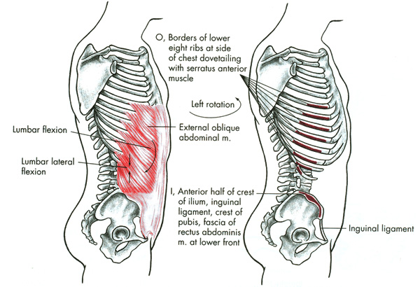 m. obliquus externus abdominis