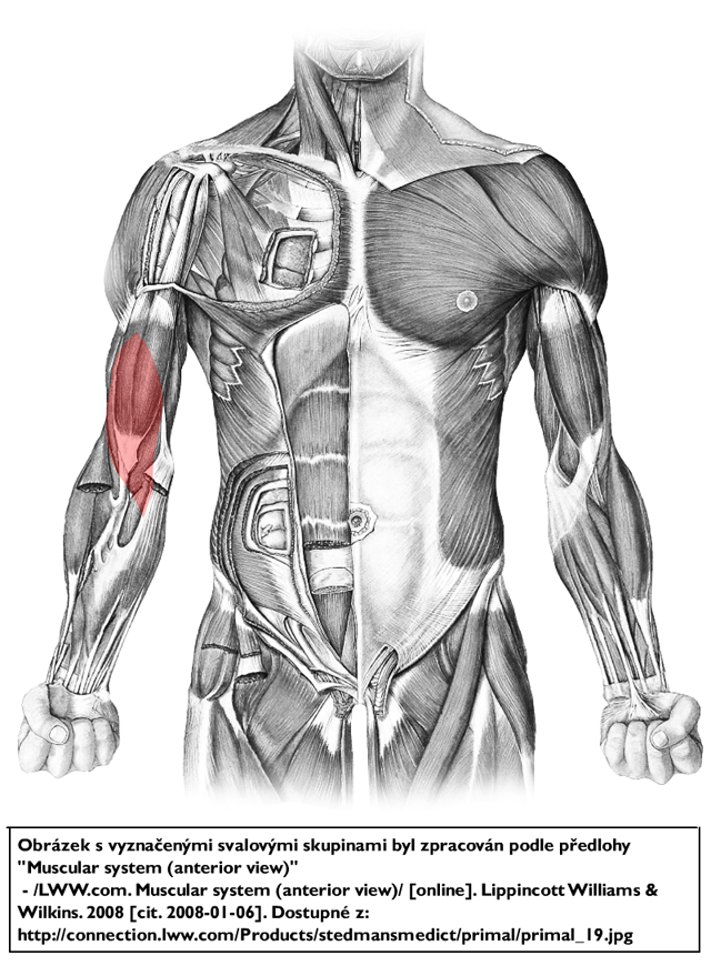 m. brachialis