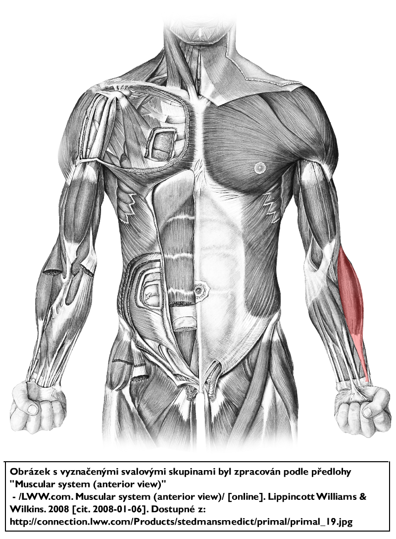 brachioradialis.png