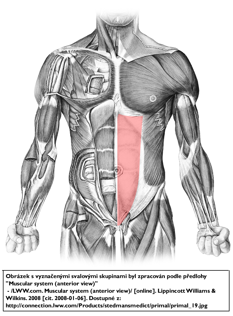 rectus_abdominis.png